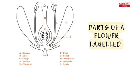 Parts Of Hibiscus Flower And Their Functions Pdf Home Alqu