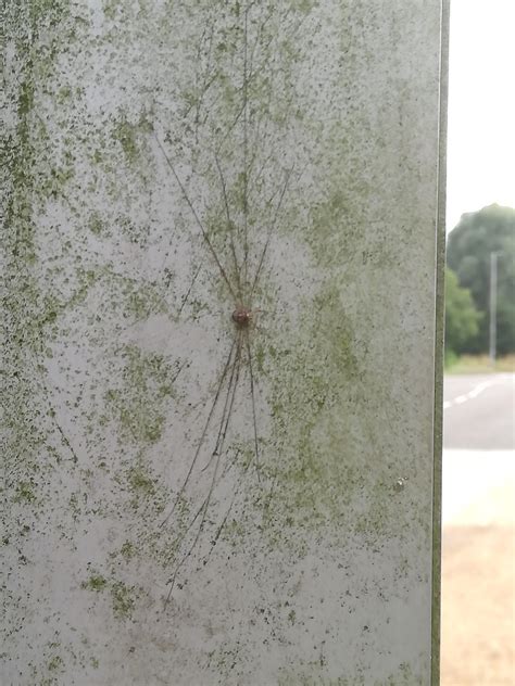 A very flat spider : r/mildlyinteresting