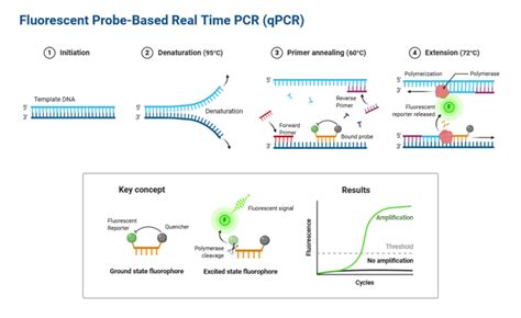 Tổng hợp kiến thức chi tiết về kỹ thuật Real time PCR