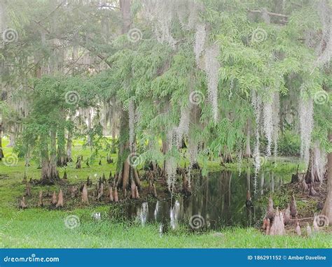 Rvores Ciprestes Ra Zes Penduram Musgo No P Ntano Da Florida Foto De