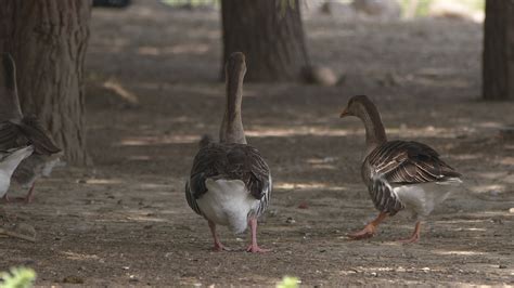 Greylag Goose in Nature 7482522 Stock Video at Vecteezy