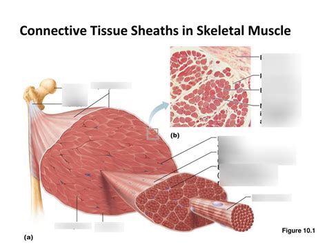 CT Sheaths In Skeletal Muscle Diagram Diagram Quizlet