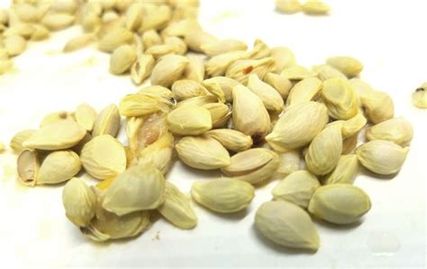 Lemon Seeds Free Stock Photo - Public Domain Pictures