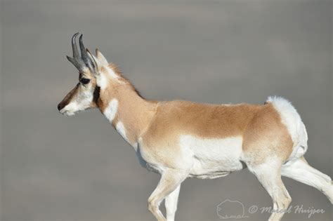 Marcel Huijser Photography Montana Wildlife Pronghorn Antilocapra