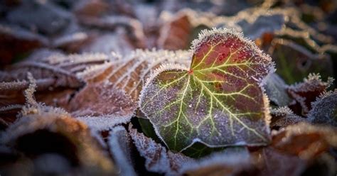 Cinq Astuces Pour Prot Ger Ses Plantes Du Froid