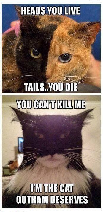 Batcat Batman Cat Funny Cat Memes