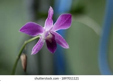 Dendrobium Spp Images Stock Photos Vectors Shutterstock