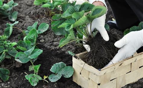 Huerto Ecol Gico C Mo Cultivar Fresas En Casa En Pasos