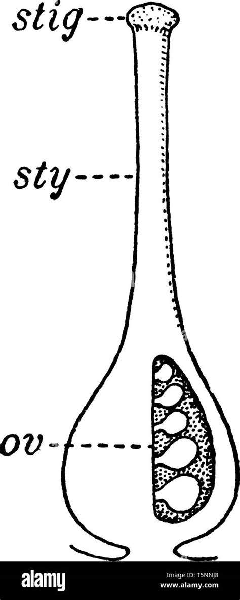 A picture describing ovary, style and stigma of the pistil, vintage ...