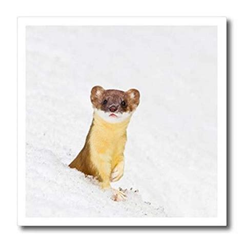 White Long Tailed Weasel