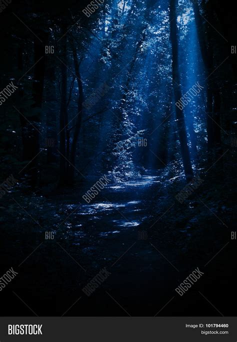 Night Forest Moonlight Image & Photo (Free Trial) | Bigstock