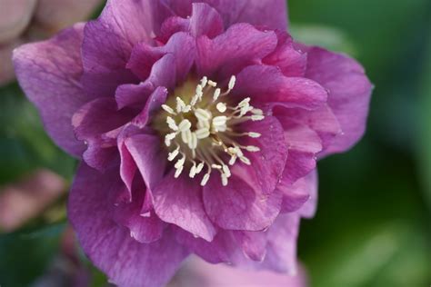 Helleborus Hybriden Rot gefüllte Blüten Sarastro Stauden