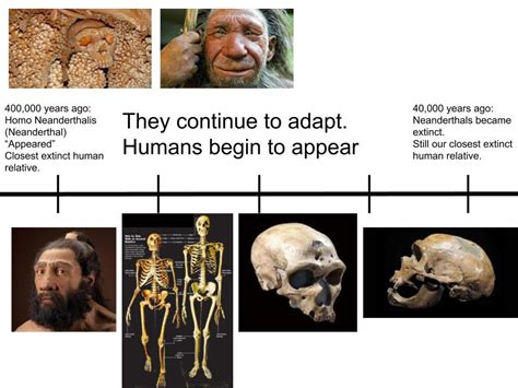 Neanderthal Timeline by HomoNeanderthalis on DeviantArt