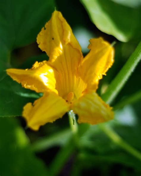 The Summer Sex Life Of Squash How To Tell Between Male And Female Squash Blossoms The Kitchn