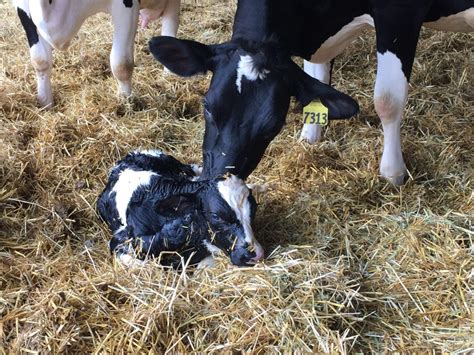 VIGOR Vitality Score Aids In Calf Care Dairy