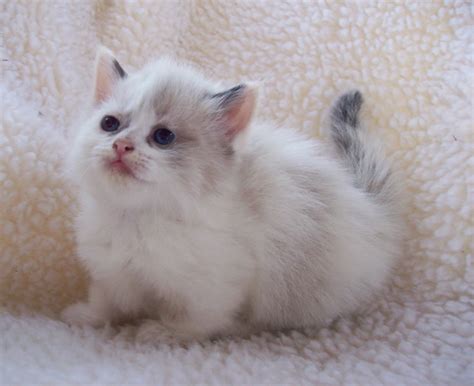 Adorable Munchkin Kitten by sixtiesmama on DeviantArt