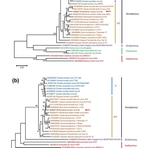 Maximum Likelihood Phylogenetic Trees Based On Amino Acid Sequences Of