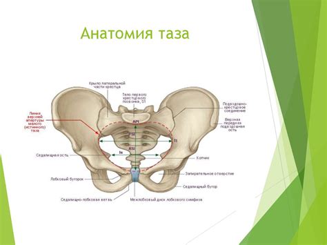 Строение малого таза у женщин анатомия спереди фото