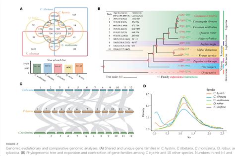 Figure 2 From A Chromosome Scale Genome Assembly Of Castanopsis Hystrix Provides New Insights