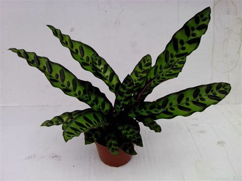 Calathea Lancifolia Grossiste En Plantes Floraccess