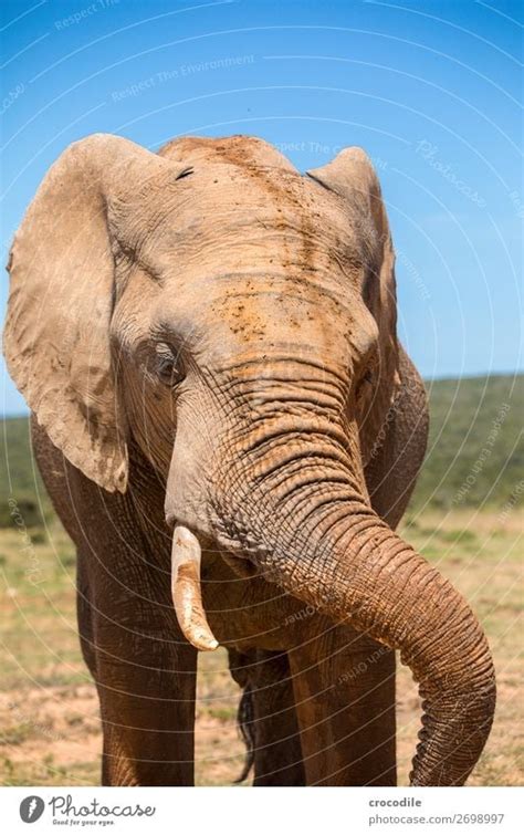 Elefant Macht Mittagspause Ein Lizenzfreies Stock Foto Von Photocase