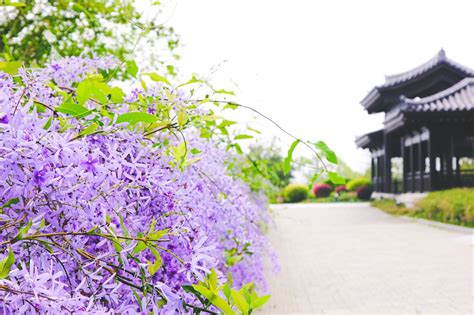 賞花2023｜慈山寺紫藤花盛開現如畫般景色 禪修體驗供齋登記詳情