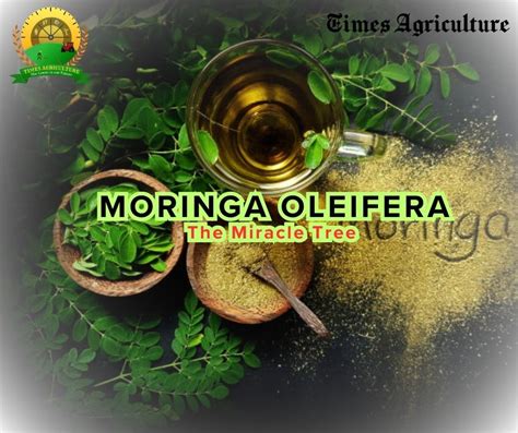 Moringa Oleifera The Miracle Tree Benefits Uses And Cultivation