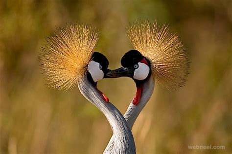 24 Beautiful Bird Photography examples and ideas - New Bird Photos