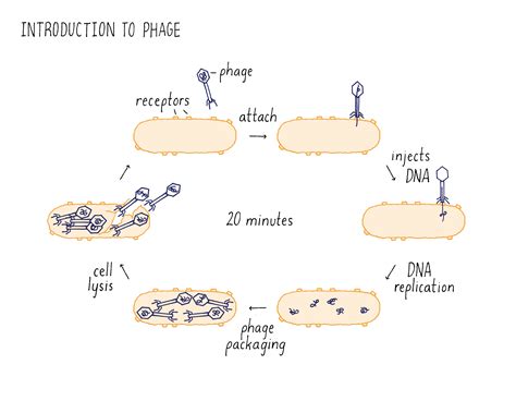 Crispr Uses Pieces Of Phage Dna Incorporated Into The Genome