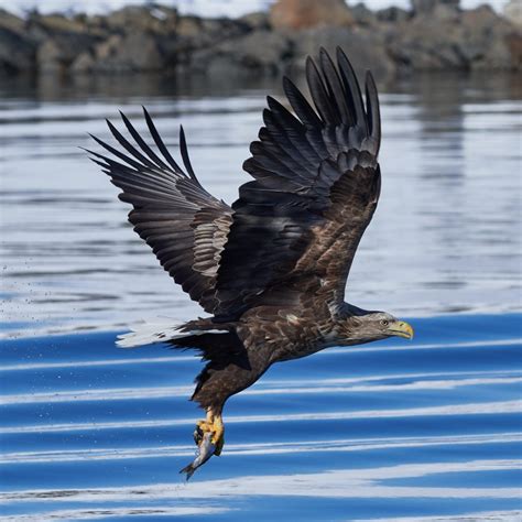 Norwegian Sea Eagles Make Success In Ireland Daily Scandinavian