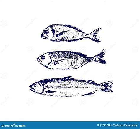 Hand Gezeichnete Fische Vektor Abbildung Illustration Von Flosse