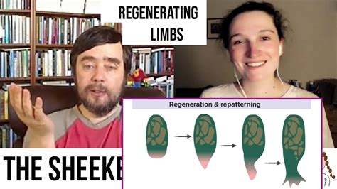 Limb Regeneration Michael Levin Clip Youtube