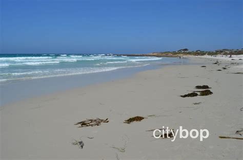 5 BEST Things About Asilomar State Beach