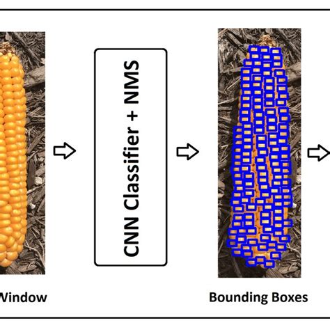 Modeling Structure Of Our Proposed Corn Kernel Detection Method A