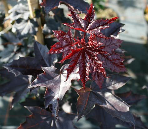 Blut Ahorn Rot Ahorn Crimson King Acer Platanoides