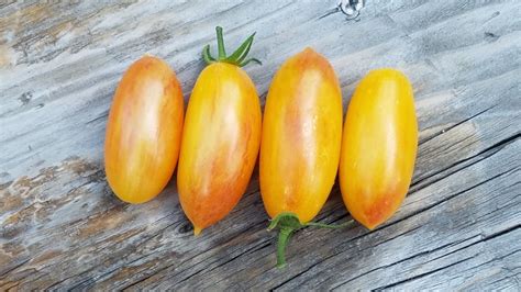 Blush Cherry Tomato The Coeur D Alene Coop