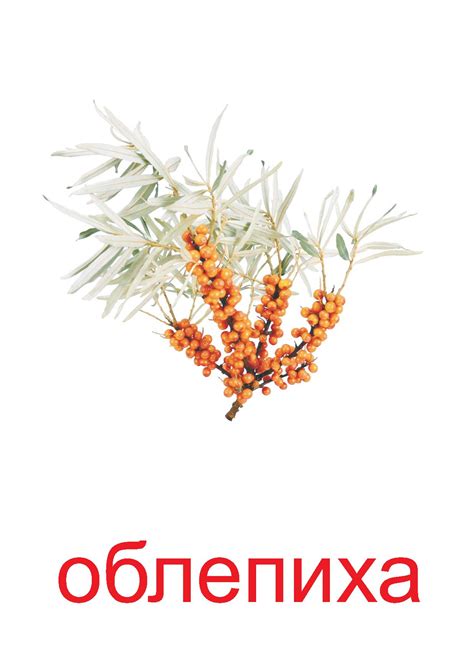 Облепиха — Все для детского сада