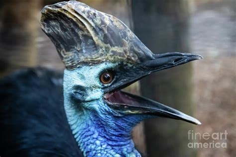 Cassowary Portrait Photograph By Suzanne Luft Fine Art America