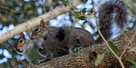 193 Squirrel Names That You Will Love and Will Amaze You - Squirrel Enthusiast