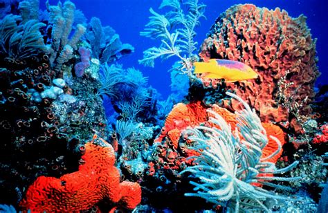 At Risk! Coral reefs face uncertain future from rising CO2 | Endangered Species Coalition