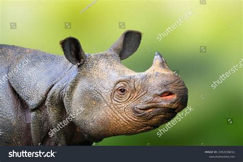 Javan Rhinoceros Photos and Images