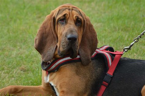 Razas De Perros Con Orejas Largas Blog De Cuida Mi Mascota