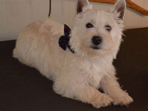 West Highland White Terrier For Sale by AKC Westie Puppies - American Kennel Club