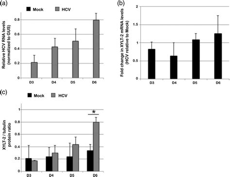 Hcv Infection Up Regulates Xylt 2 Expression Huh75 Cells Were