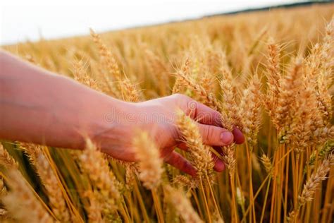 Wheat Ears In The Man X27 S Hand Field On Sunset Harvest Concept