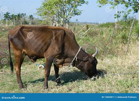 Black Bull Cow in a Farm (I) Stock Image - Image of animal, green: 13605811