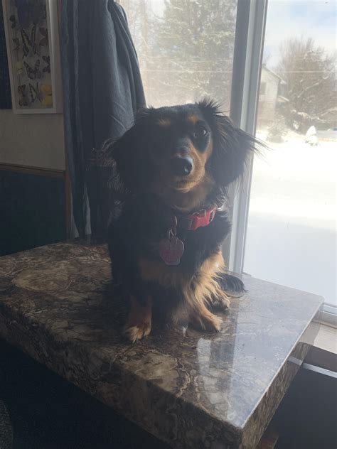 Perfect spot to sit. : r/Dachshund