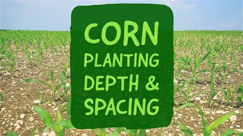 Seed Depth For Corn