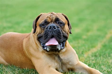 Der Bullmastiff Floxik Magazin