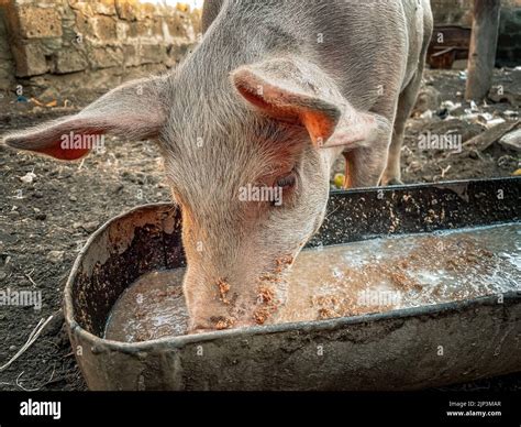 A Pink Pig Eating From A Feeding Trough On The Farm Stock Photo Alamy